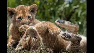 Beyond The Five-Star: Safari, Stargazing And Wild Adventures That Redefine Luxury