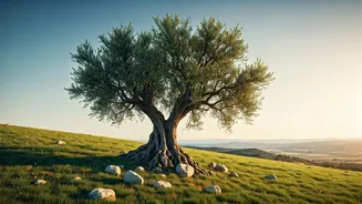 Confucius's Serene View on Aging: Embracing Wisdom and Peace in Later Years