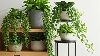 Transform Your Delhi Living Room With These Trailing Ivy Plants