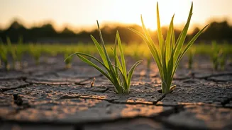 Green Shoots Emerge: Market Optimism for H2