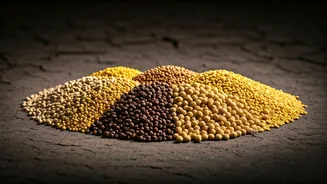 Why Experts Want More Millets During Weak Monsoons
