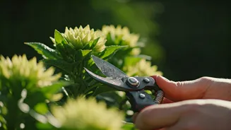 Flowering Plants Need A Trim Before Monsoon