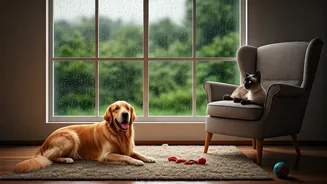 Your Pet's Rainy-Day Survival Guide