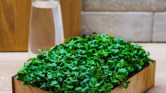 Checking Local Rainfall Can Help Home Gardeners Avoid a Poor Decision after the August Sowing Window