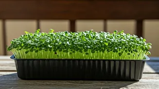 Chia Seeds Microgreens: Grow at Home!
