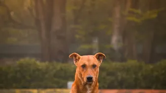 A Five-Minute Post-Walk Routine Can Help Indian Dog Owners Keep Paws Cleaner During Monsoon