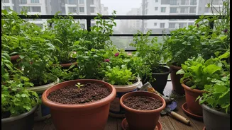 Bengaluru: A Fresh Explainer on Balcony Herbs, Leafy Greens, Repotting and Monsoon Soil Moisture