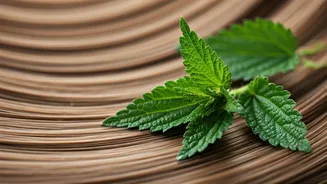 Unlocking Hair Growth: Harnessing Nettle Leaf (Bichu Buti) for Luscious Locks