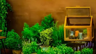 Indoor Gardening Tips For Healthy Plants During Rainy Months