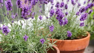 Lavanda: por que essa planta fala sobre amores que não machucam