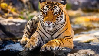Nepal's Higher Tiger Count Rewards Years of Habitat and Community Investment