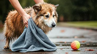 Rainy Walks Need Towels, Checks And Patience