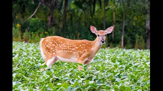 Crop Loss from Wild Animal Attacks Now Covered Under PMFBY