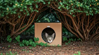 Where To Shelter Neighborhood Stray Cats Top Cardboard Build Guides Inside