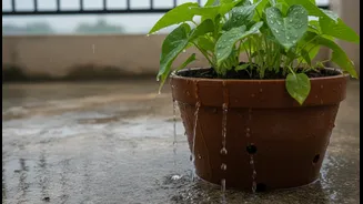 Balcony Drainage Upgrades That Can Save Your Plants During Heavy Monsoon Rains