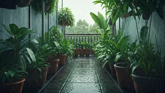 Balcony Gardens Need A Rainy-Season Rescue Plan