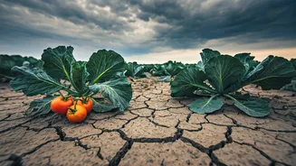 Changing Rainfall Could Make Groceries Costlier This Year