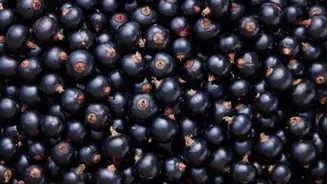 5 amazing health benefits of black currants