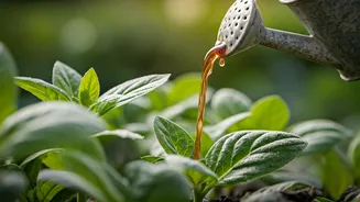 Unlock Explosive Leaf Growth Feeding Home Brewed Compost Weekly