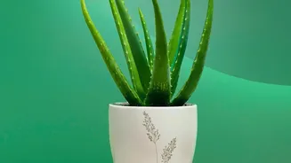 Money Plant, Jasmine And Aloe Bring Very Different Care Needs