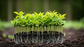 Green Initiative: 2000 Saplings Planted Under Miyawaki Project