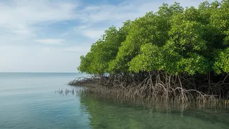 How Coastal Communities Use Mangrove Bio-Shields To Secure Eastern Shorelines From Severe Erosion