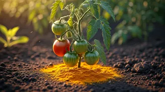 Turmeric's Garden Magic: Banish Pests and Boost Plant Growth Naturally