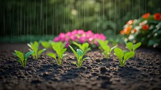 Monsoon Is The Best Time To Plant