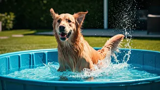 Keep Furry Friends Active And Cool Using Backyard Pools