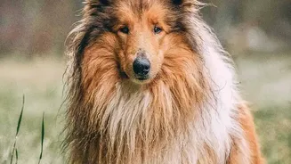 Monsoon Grooming Is Helping Indian Pet Owners Manage Damp Fur, Muddy Paws And Ticks