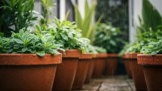 Monsoon Is The Perfect Gardening Season For Balcony Pots