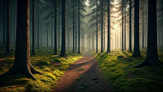 Pine Forest Trails Make Jibhi Feel Magical