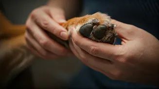 How To Heal Painful Monsoon Paw Pododermatitis Safely At Home