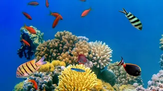 How Marine Biologists Scale Restoration Of Heat Resistant Corals To Safeguard Coastal Ecosystems