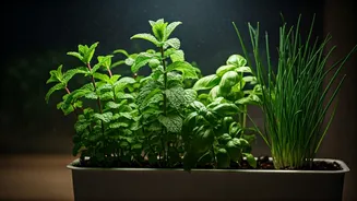Cultivate These 4 Aromatic Kitchen Herbs Despite Low Light