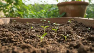 Environmental Guidance On Restoring Beneficial Soil Bacteria In Waterlogged City Garden Plots