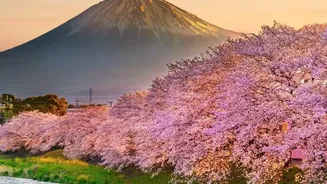 Price Japan Holidays with Taxes, Transfers and Exit Charges Together