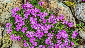 Rare Neelakurinji Flowers Return To Munnar In A Major 2026 Bloom: What The Story Actually Shows