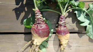 Rutabaga: 5 ways to use this vegetable in dishes