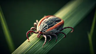 Ticks Love The Season, Pets Need Protection