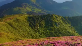 What Has Become Clearer: Neelakurinji Bloom In Munnar