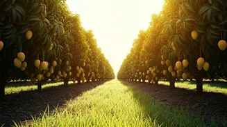 Malda: Unveiling India's Sweetest Secret, the Beloved Mango City