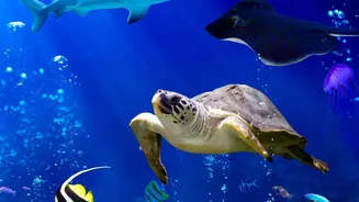 Why The Deep Ocean Is Important To Global Climate Research