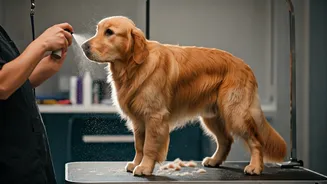 Dog Grooming Before Monsoon Is Not Optional