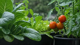 Fresh Vegetables From Your Balcony This Rainy Season