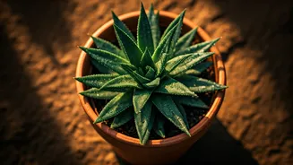 June Gardening Means Serious Monsoon Plant Prep