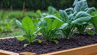 Raised Beds Keep Monsoon Plants Happier Longer