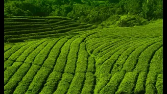 Maharashtra Leads India's AI-Driven Agricultural Revolution