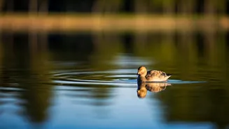 Soothing Sounds: 5 Calming Music Genres to De-Stress