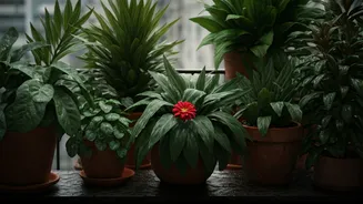Small-Space Gardening Gets A Rainy-Season Boost